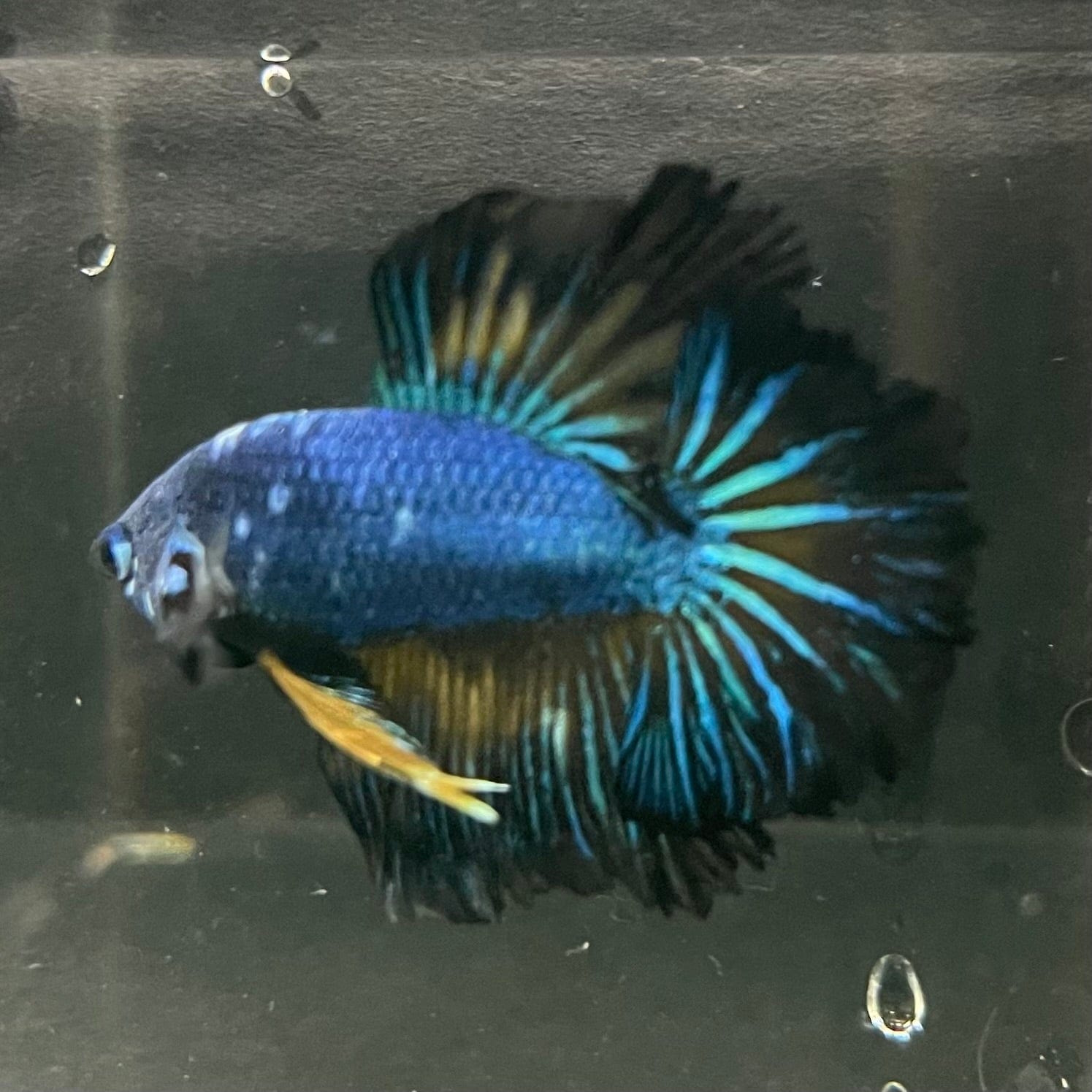 the-fish-farm Premium Male Betta Bicolour Rosetail Premium Male Betta - One Only - 4 Shop for Bicolour Rosetail Male Bettas at The Fish Farm Australia