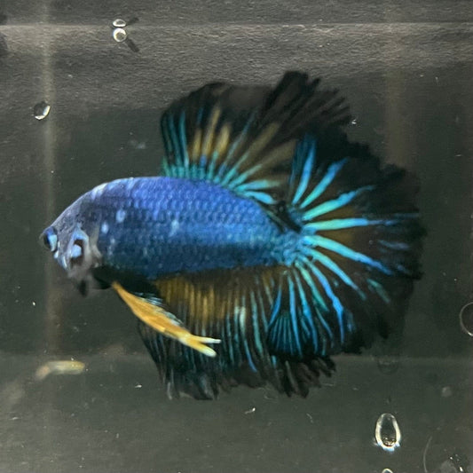 the-fish-farm Premium Male Betta Bicolour Rosetail Premium Male Betta - One Only - 4 Shop for Bicolour Rosetail Male Bettas at The Fish Farm Australia