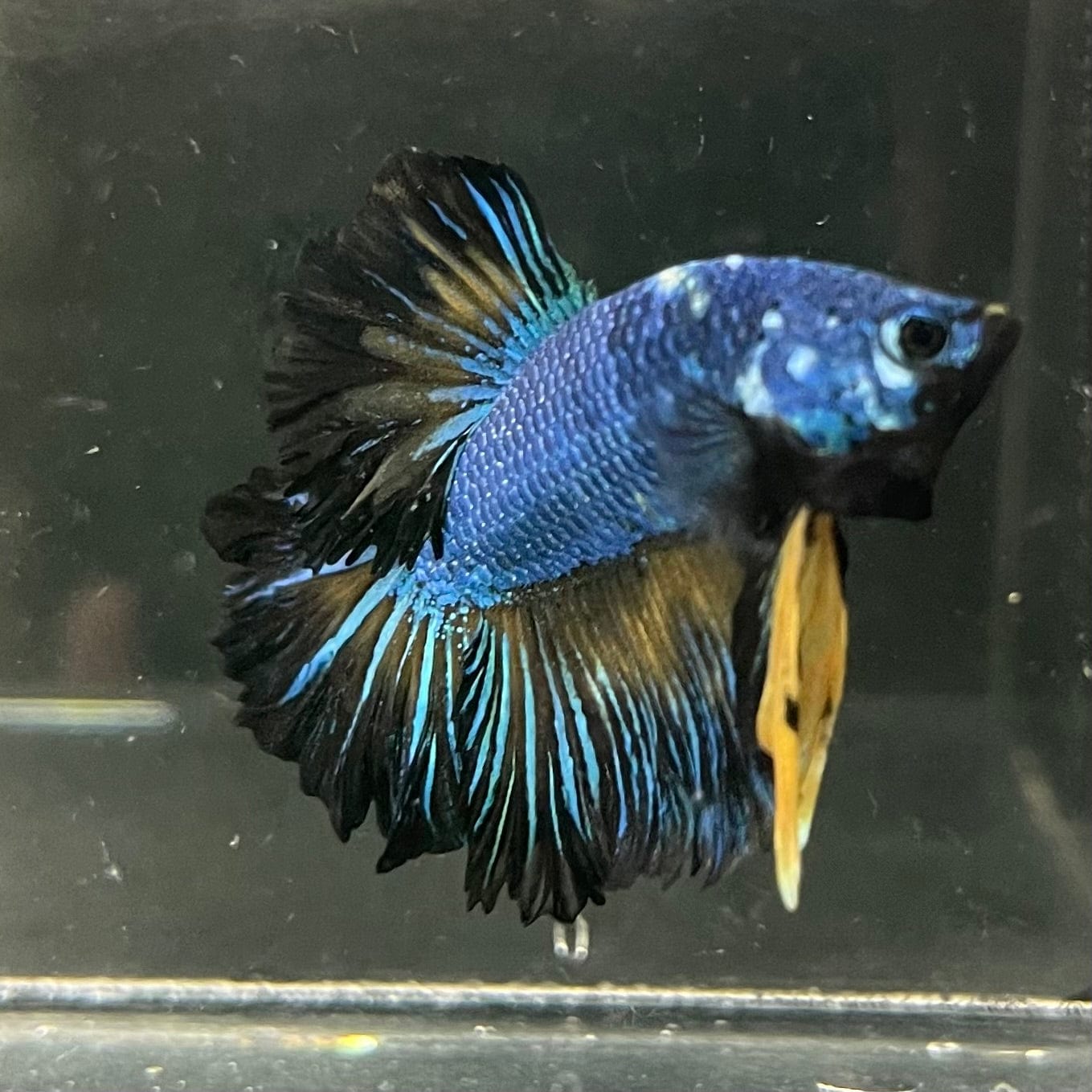 the-fish-farm Premium Male Betta Bicolour Rosetail Premium Male Betta - One Only - 4 Shop for Bicolour Rosetail Male Bettas at The Fish Farm Australia