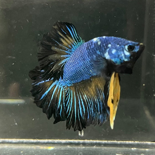 the-fish-farm Premium Male Betta Bicolour Rosetail Premium Male Betta - One Only - 4 Shop for Bicolour Rosetail Male Bettas at The Fish Farm Australia