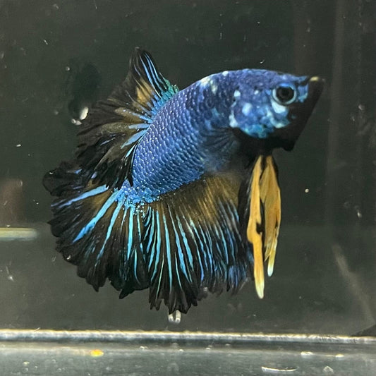 the-fish-farm Premium Male Betta Bicolour Rosetail Premium Male Betta - One Only - 4 Shop for Bicolour Rosetail Male Bettas at The Fish Farm Australia