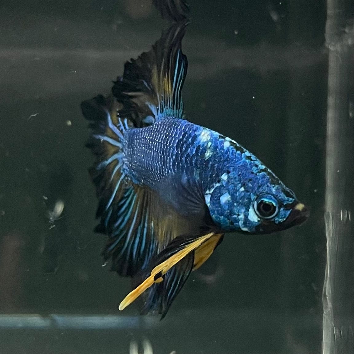 the-fish-farm Premium Male Betta Bicolour Rosetail Premium Male Betta - One Only - 4 Shop for Bicolour Rosetail Male Bettas at The Fish Farm Australia