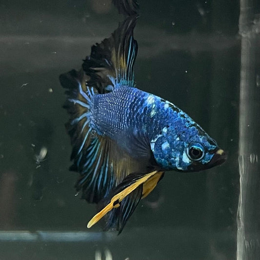 the-fish-farm Premium Male Betta Bicolour Rosetail Premium Male Betta - One Only - 4 Shop for Bicolour Rosetail Male Bettas at The Fish Farm Australia