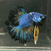 the-fish-farm Premium Male Betta Bicolour Rosetail Premium Male Betta - One Only - 4 Shop for Bicolour Rosetail Male Bettas at The Fish Farm Australia
