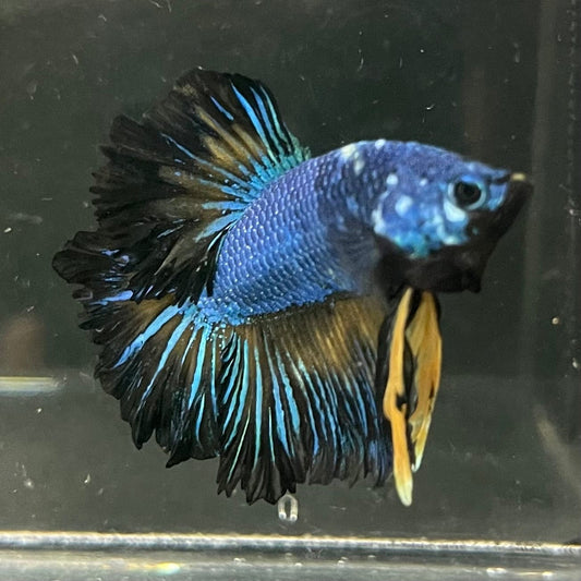 the-fish-farm Premium Male Betta Bicolour Rosetail Premium Male Betta - One Only - 4 Shop for Bicolour Rosetail Male Bettas at The Fish Farm Australia