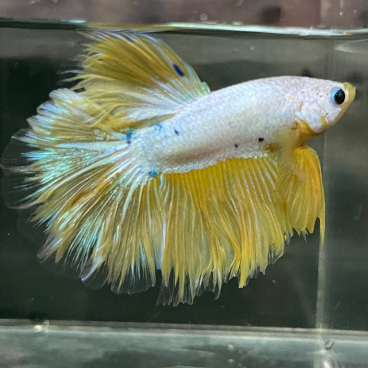 the-fish-farm Premium Male Betta Bicolour Rosetail Premium Male Betta - One Only - 5 Shop for Bicolour Rosetail Male Bettas at The Fish Farm Australia