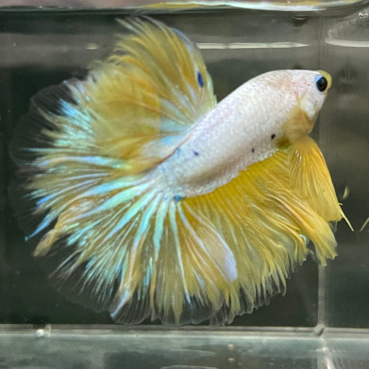 the-fish-farm Premium Male Betta Bicolour Rosetail Premium Male Betta - One Only - 5 Shop for Bicolour Rosetail Male Bettas at The Fish Farm Australia