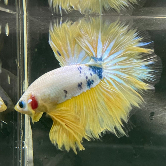 the-fish-farm Premium Male Betta Bicolour Rosetail Premium Male Betta - One Only - 5 Shop for Bicolour Rosetail Male Bettas at The Fish Farm Australia