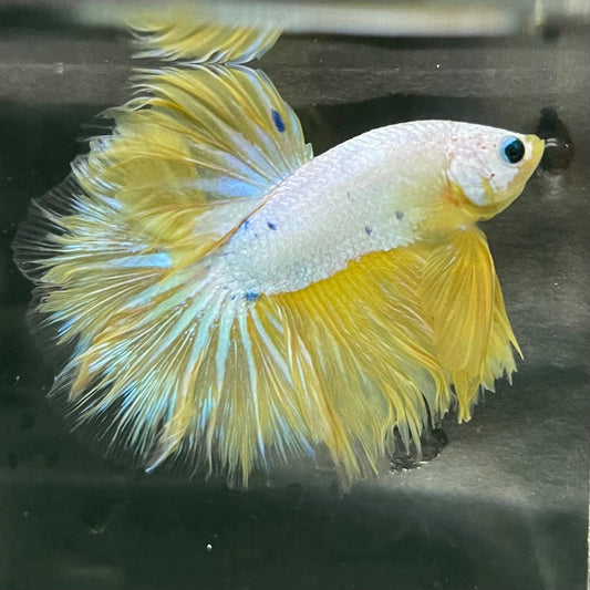 the-fish-farm Premium Male Betta Bicolour Rosetail Premium Male Betta - One Only - 5 Shop for Bicolour Rosetail Male Bettas at The Fish Farm Australia