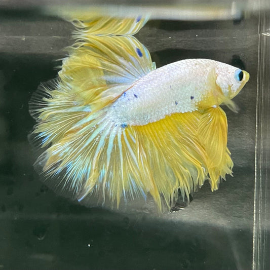 the-fish-farm Premium Male Betta Bicolour Rosetail Premium Male Betta - One Only - 5 Shop for Bicolour Rosetail Male Bettas at The Fish Farm Australia