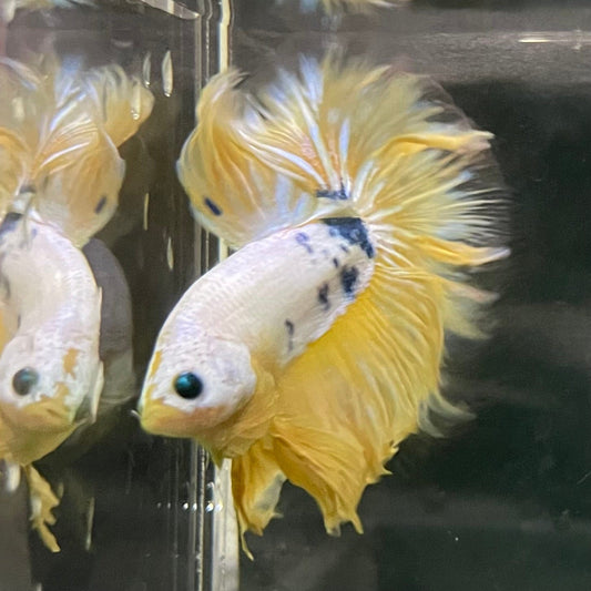 the-fish-farm Premium Male Betta Bicolour Rosetail Premium Male Betta - One Only - 5 Shop for Bicolour Rosetail Male Bettas at The Fish Farm Australia