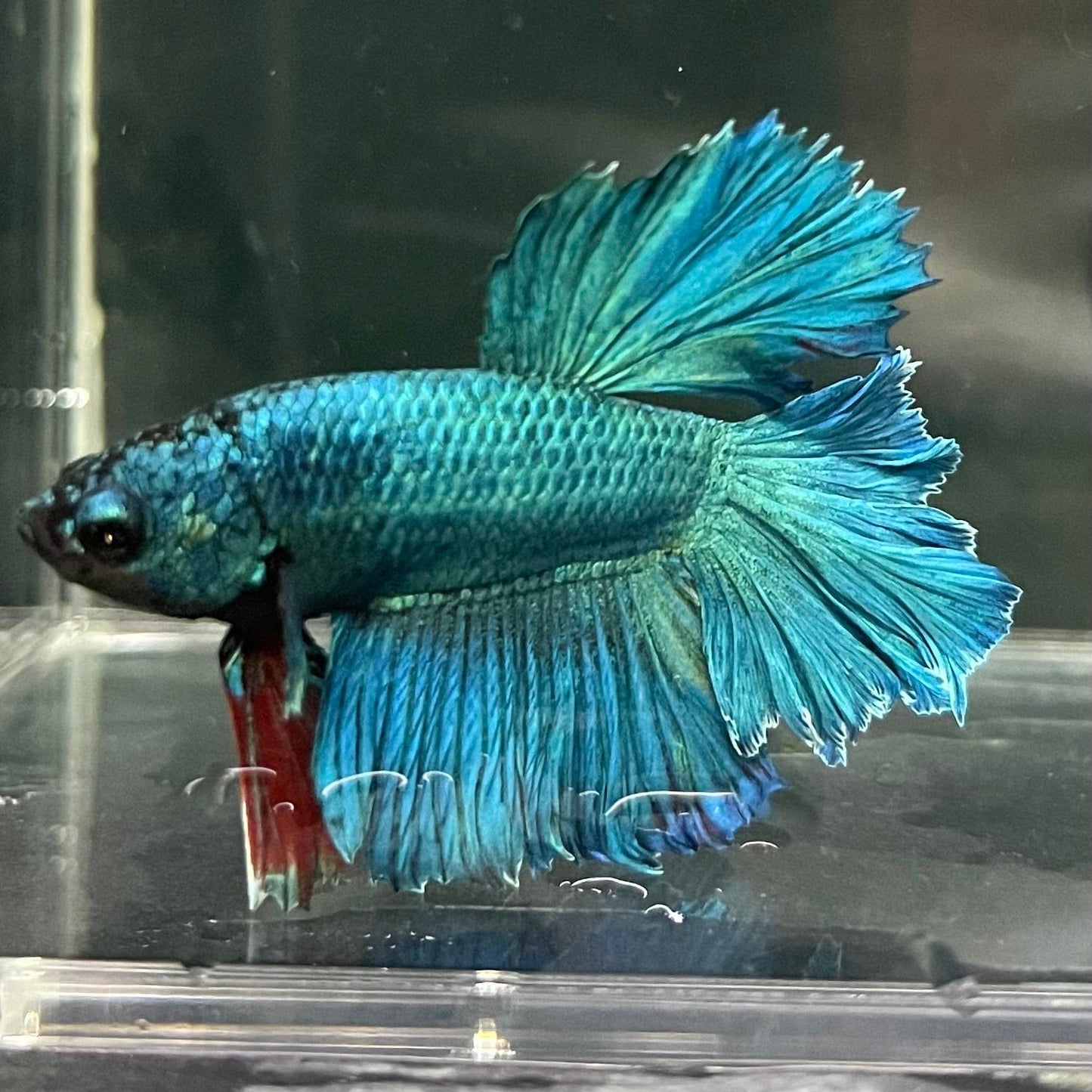 the-fish-farm Premium Male Betta Bicolour Rosetail Premium Male Betta - One Only - 6 Shop for Bicolour Rosetail Male Bettas at The Fish Farm Australia