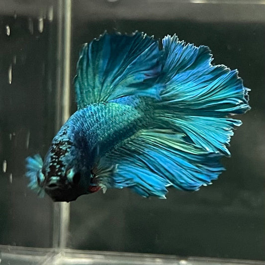the-fish-farm Premium Male Betta Bicolour Rosetail Premium Male Betta - One Only - 6 Shop for Bicolour Rosetail Male Bettas at The Fish Farm Australia