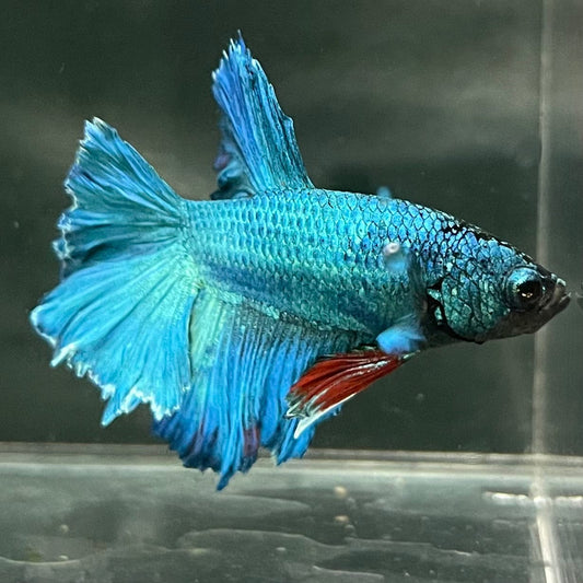 the-fish-farm Premium Male Betta Bicolour Rosetail Premium Male Betta - One Only - 6 Shop for Bicolour Rosetail Male Bettas at The Fish Farm Australia