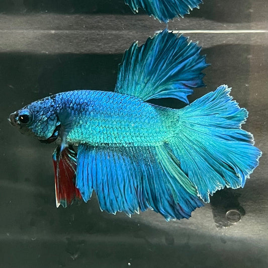 the-fish-farm Premium Male Betta Bicolour Rosetail Premium Male Betta - One Only - 6 Shop for Bicolour Rosetail Male Bettas at The Fish Farm Australia