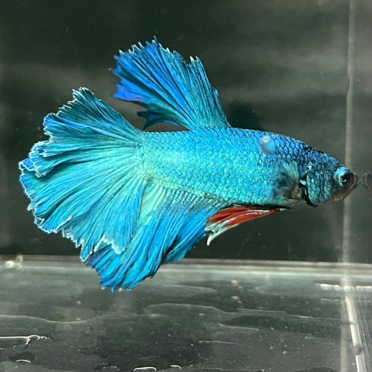 the-fish-farm Premium Male Betta Bicolour Rosetail Premium Male Betta - One Only - 6 Shop for Bicolour Rosetail Male Bettas at The Fish Farm Australia
