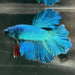 the-fish-farm Premium Male Betta Bicolour Rosetail Premium Male Betta - One Only - 6 Shop for Bicolour Rosetail Male Bettas at The Fish Farm Australia