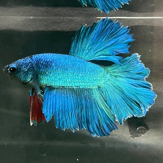 the-fish-farm Premium Male Betta Bicolour Rosetail Premium Male Betta - One Only - 6 Shop for Bicolour Rosetail Male Bettas at The Fish Farm Australia
