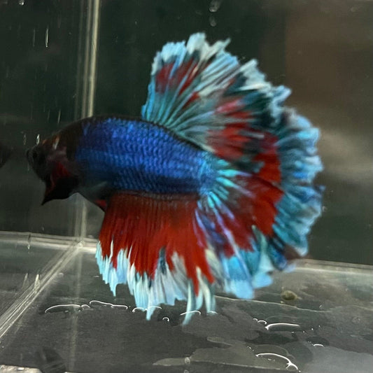 the-fish-farm Premium Male Betta Bicolour Rosetail Premium Male Betta - One Only - 7 Shop for Bicolour Rosetail Male Bettas at The Fish Farm Australia