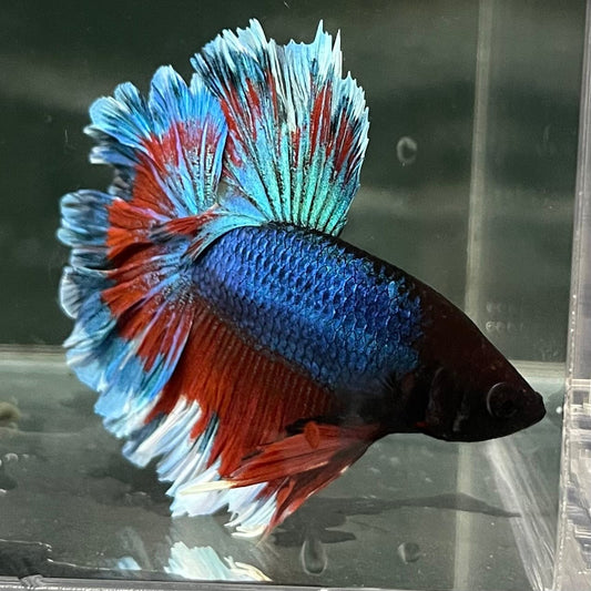 the-fish-farm Premium Male Betta Bicolour Rosetail Premium Male Betta - One Only - 7 Shop for Bicolour Rosetail Male Bettas at The Fish Farm Australia