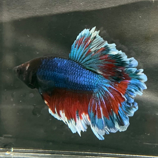 the-fish-farm Premium Male Betta Bicolour Rosetail Premium Male Betta - One Only - 7 Shop for Bicolour Rosetail Male Bettas at The Fish Farm Australia