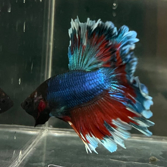 the-fish-farm Premium Male Betta Bicolour Rosetail Premium Male Betta - One Only - 7 Shop for Bicolour Rosetail Male Bettas at The Fish Farm Australia