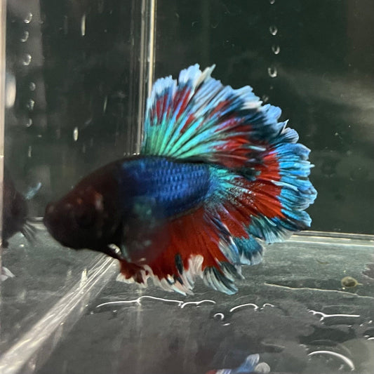 the-fish-farm Premium Male Betta Bicolour Rosetail Premium Male Betta - One Only - 7 Shop for Bicolour Rosetail Male Bettas at The Fish Farm Australia