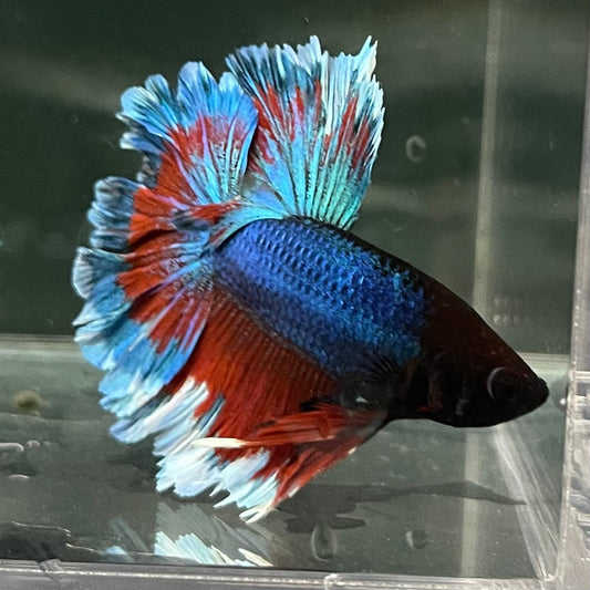 the-fish-farm Premium Male Betta Bicolour Rosetail Premium Male Betta - One Only - 7 Shop for Bicolour Rosetail Male Bettas at The Fish Farm Australia