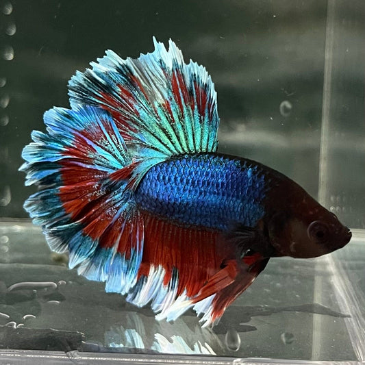 the-fish-farm Premium Male Betta Bicolour Rosetail Premium Male Betta - One Only - 7 Shop for Bicolour Rosetail Male Bettas at The Fish Farm Australia