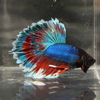 the-fish-farm Premium Male Betta Bicolour Rosetail Premium Male Betta - One Only - 7 Shop for Bicolour Rosetail Male Bettas at The Fish Farm Australia