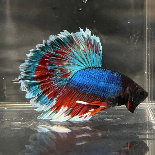 the-fish-farm Premium Male Betta Bicolour Rosetail Premium Male Betta - One Only - 7 Shop for Bicolour Rosetail Male Bettas at The Fish Farm Australia