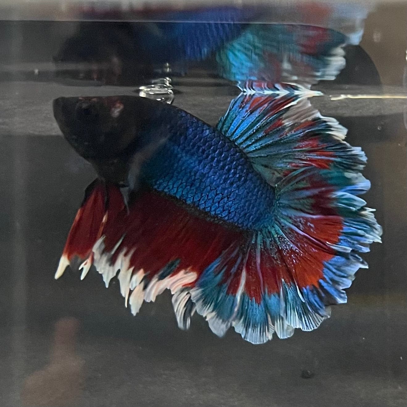 the-fish-farm Premium Male Betta Bicolour Rosetail Premium Male Betta - One Only - 7 Shop for Bicolour Rosetail Male Bettas at The Fish Farm Australia