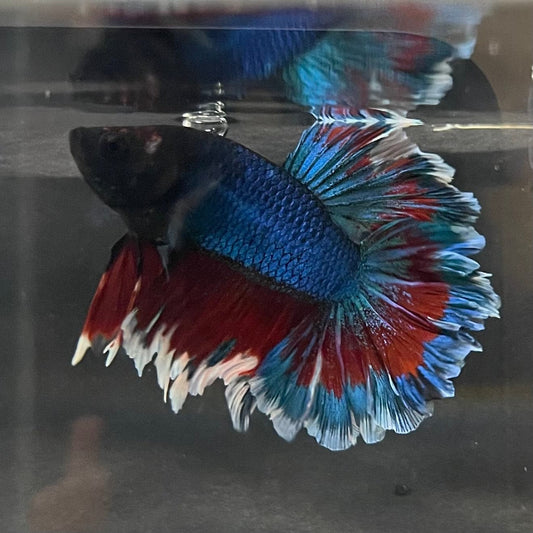 the-fish-farm Premium Male Betta Bicolour Rosetail Premium Male Betta - One Only - 7 Shop for Bicolour Rosetail Male Bettas at The Fish Farm Australia