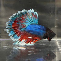 the-fish-farm Premium Male Betta Bicolour Rosetail Premium Male Betta - One Only - 7 Shop for Bicolour Rosetail Male Bettas at The Fish Farm Australia