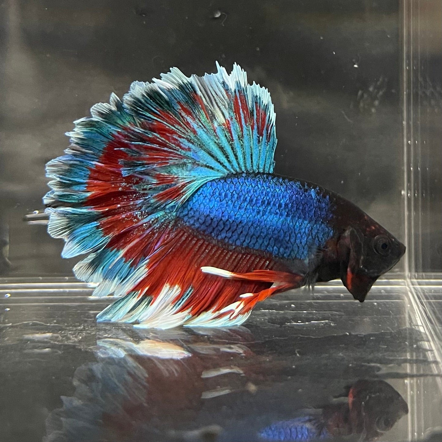 the-fish-farm Premium Male Betta Bicolour Rosetail Premium Male Betta - One Only - 7 Shop for Bicolour Rosetail Male Bettas at The Fish Farm Australia