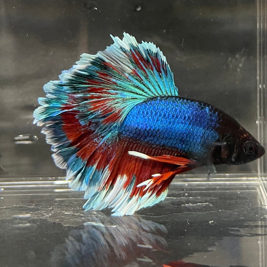 the-fish-farm Premium Male Betta Bicolour Rosetail Premium Male Betta - One Only - 7 Shop for Bicolour Rosetail Male Bettas at The Fish Farm Australia