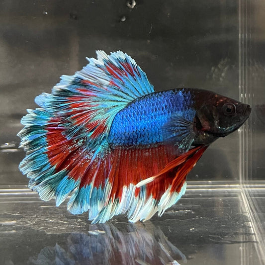 the-fish-farm Premium Male Betta Bicolour Rosetail Premium Male Betta - One Only - 7 Shop for Bicolour Rosetail Male Bettas at The Fish Farm Australia