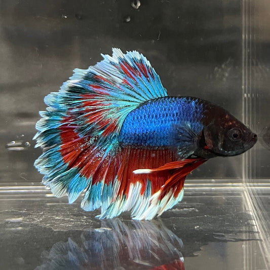 the-fish-farm Premium Male Betta Bicolour Rosetail Premium Male Betta - One Only - 7 Shop for Bicolour Rosetail Male Bettas at The Fish Farm Australia