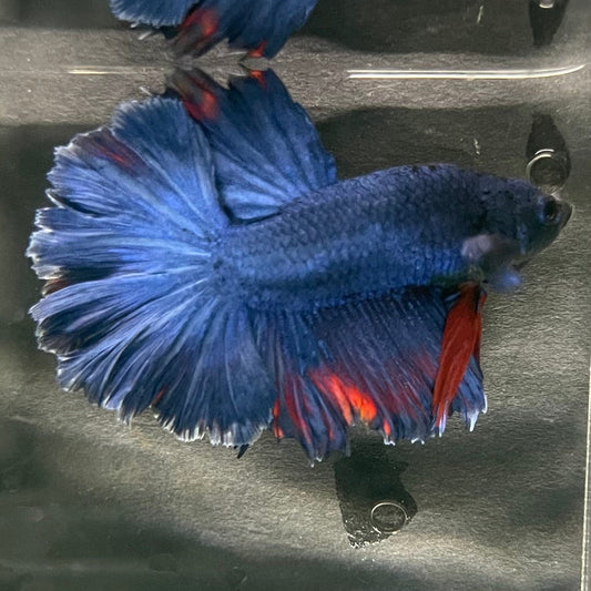 the-fish-farm Premium Male Betta Bicolour Rosetail Premium Male Betta - One Only - 8 Shop for Bicolour Rosetail Male Bettas at The Fish Farm Australia