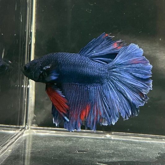 the-fish-farm Premium Male Betta Bicolour Rosetail Premium Male Betta - One Only - 8 Shop for Bicolour Rosetail Male Bettas at The Fish Farm Australia