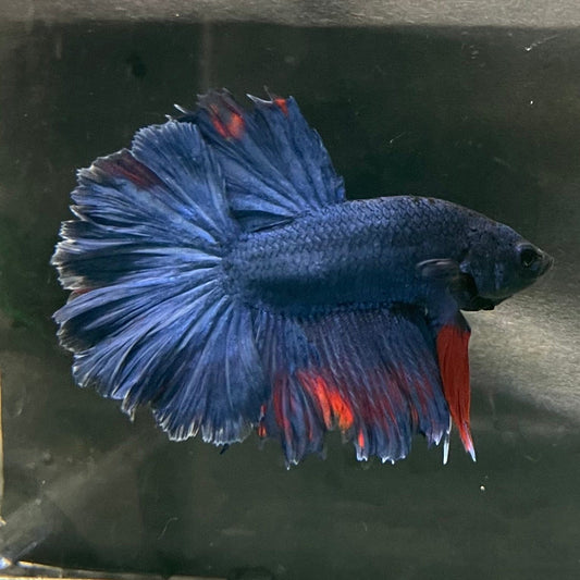 the-fish-farm Premium Male Betta Bicolour Rosetail Premium Male Betta - One Only - 8 Shop for Bicolour Rosetail Male Bettas at The Fish Farm Australia