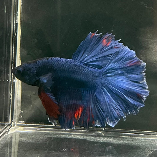 the-fish-farm Premium Male Betta Bicolour Rosetail Premium Male Betta - One Only - 8 Shop for Bicolour Rosetail Male Bettas at The Fish Farm Australia
