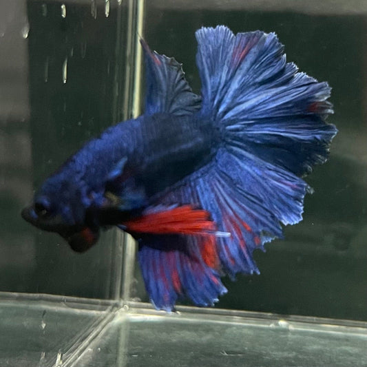 the-fish-farm Premium Male Betta Bicolour Rosetail Premium Male Betta - One Only - 8 Shop for Bicolour Rosetail Male Bettas at The Fish Farm Australia
