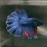 the-fish-farm Premium Male Betta Bicolour Rosetail Premium Male Betta - One Only - 8 Shop for Bicolour Rosetail Male Bettas at The Fish Farm Australia