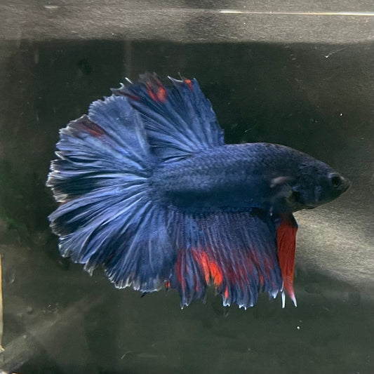 the-fish-farm Premium Male Betta Bicolour Rosetail Premium Male Betta - One Only - 8 Shop for Bicolour Rosetail Male Bettas at The Fish Farm Australia