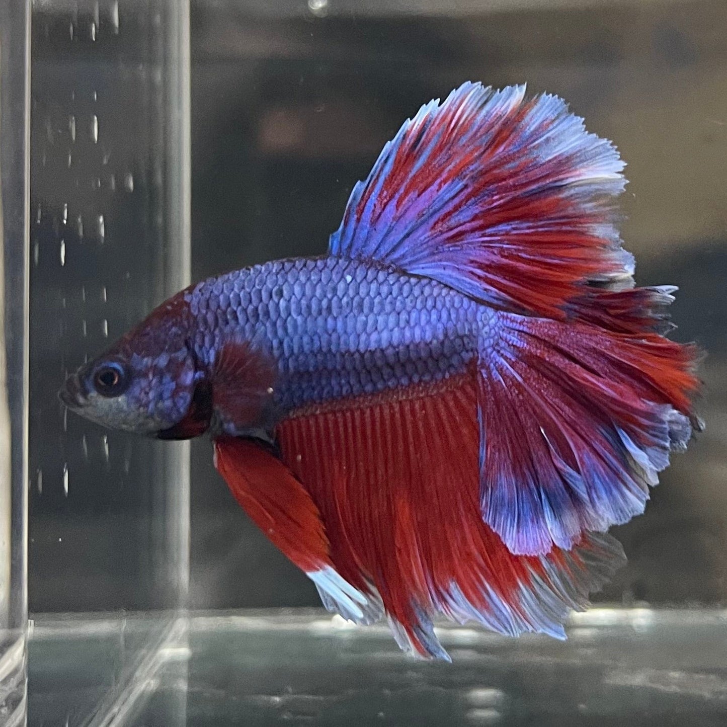 the-fish-farm Premium Male Betta Bicolour Rosetail Premium Male Betta - One Only - 9 Shop for Bicolour Rosetail Male Bettas at The Fish Farm Australia