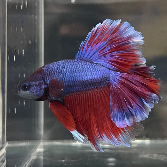 the-fish-farm Premium Male Betta Bicolour Rosetail Premium Male Betta - One Only - 9 Shop for Bicolour Rosetail Male Bettas at The Fish Farm Australia