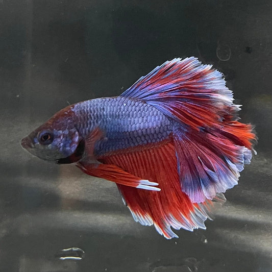 the-fish-farm Premium Male Betta Bicolour Rosetail Premium Male Betta - One Only - 9 Shop for Bicolour Rosetail Male Bettas at The Fish Farm Australia