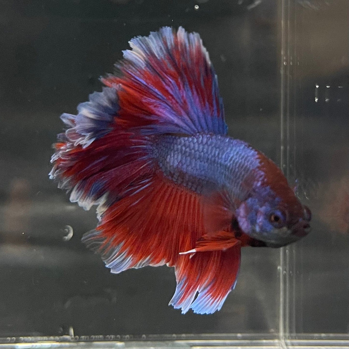 the-fish-farm Premium Male Betta Bicolour Rosetail Premium Male Betta - One Only - 9 Shop for Bicolour Rosetail Male Bettas at The Fish Farm Australia