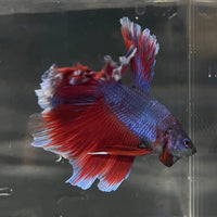 the-fish-farm Premium Male Betta Bicolour Rosetail Premium Male Betta - One Only - 9 Shop for Bicolour Rosetail Male Bettas at The Fish Farm Australia